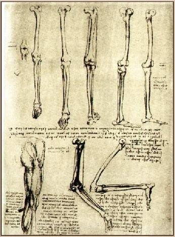 Рисунки Леонардо да Винчи в тетрадях по анатомии